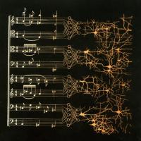 how-the-brain-plays-the-music-a-neurobiological-perspective-on-music-performance-and-learning